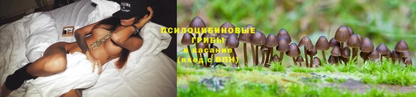 PSILOCYBIN Остров